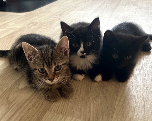 3 bella