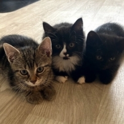 3 bella